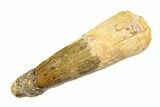Fossil Spinosaurus Tooth - Real Dinosaur Tooth #353113-1